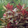 /album/plantas-aquaticas/alternanthera-lilacina-violacea-jpg/